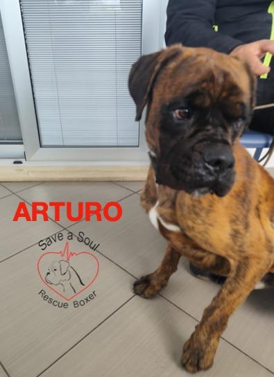 Arturo boxer puro di 3 anni in adozione Foto 2
